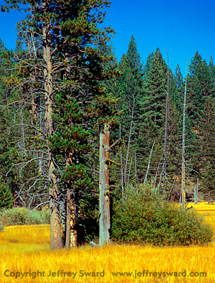 Donner Camp National Historical Landmark Truckee California Photograph by Jeffrey Sward