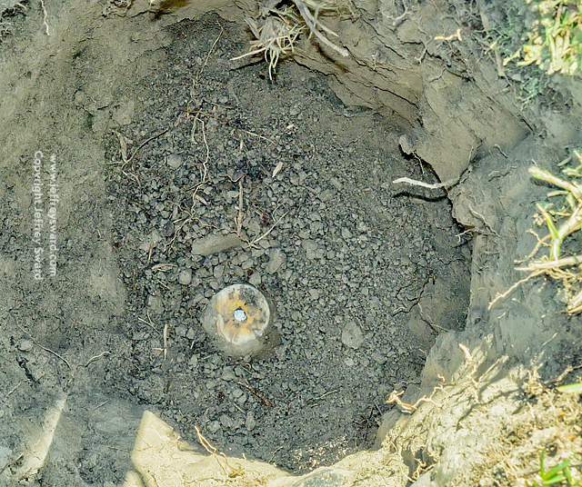 Ephemera Photograph by Jeffrey Sward