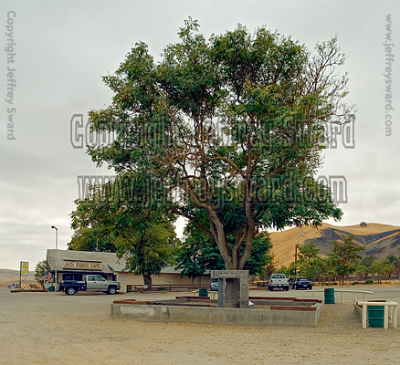 James Dean Memorial at the Jack Ranch Cafe Cholame California Photograph by Jeffrey Sward
