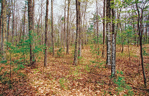 New England Photograph by Jeffrey Sward