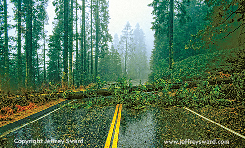 Sequoia National Park Photograph by Jeffrey Sward