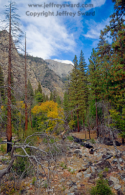 Sequoia National Park Photograph by Jeffrey Sward