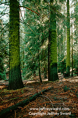 Sequoia National Park Photograph by Jeffrey Sward