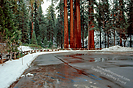 Sequoia National Park Photograph by Jeffrey Sward