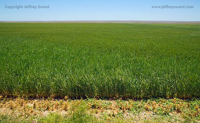 Kansas field Simplicity Photograph by Jeffrey Sward