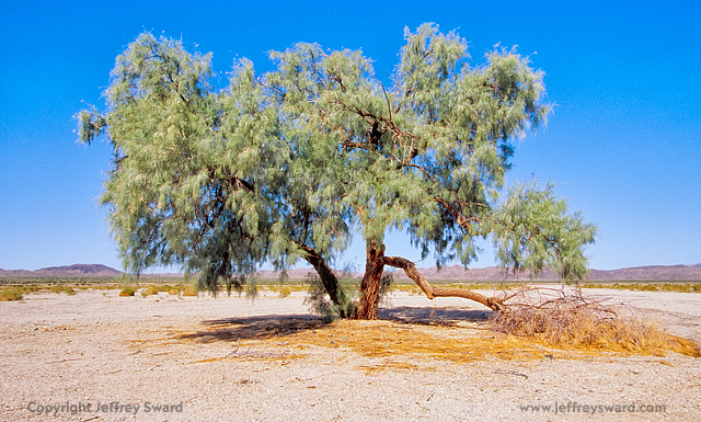 Lone tree in Mojave Desert on California Route 66 Simplicity Photograph by Jeffrey Sward