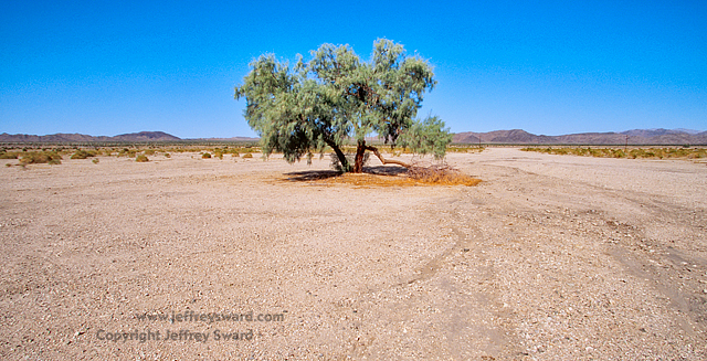 Lone tree in Mojave Desert on California Route 66 Simplicity Photograph by Jeffrey Sward